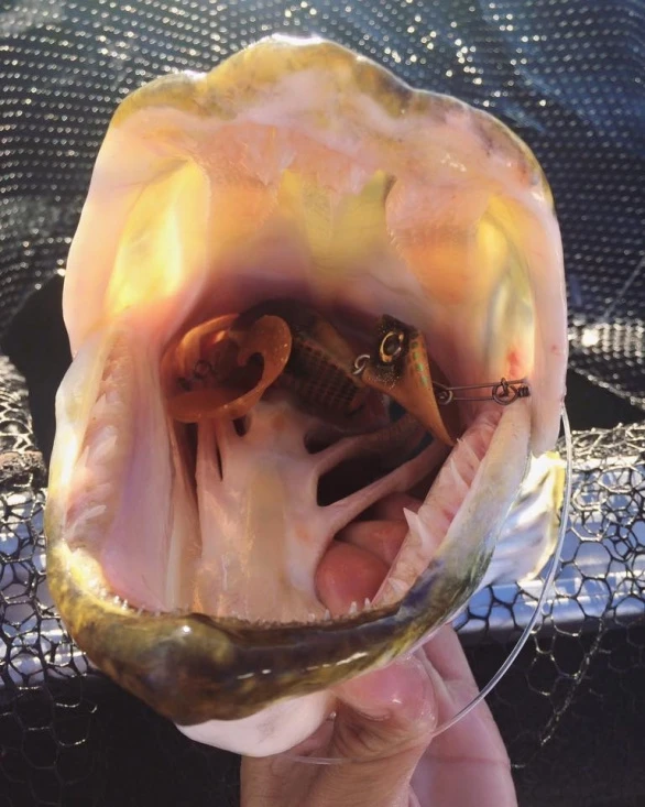 Headbanger Tail â Image 3